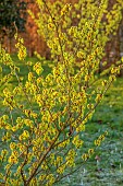 MORTON HALL GARDENS, WORCESTERSHIRE: YELLOW FLOWERS OF HAMAMELIS X INTERMEDIA PALLIDA, WITCH HAZELS, SHRUBS, FEBRUARY, SUNRISE