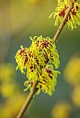 MORTON HALL GARDENS, WORCESTERSHIRE: YELLOW FLOWERS OF HAMAMELIS X INTERMEDIA PALLIDA, WITCH HAZELS, SHRUBS, FEBRUARY, SUNRISE