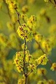 MORTON HALL GARDENS, WORCESTERSHIRE: YELLOW FLOWERS OF HAMAMELIS X INTERMEDIA PALLIDA, WITCH HAZELS, SHRUBS, FEBRUARY, SUNRISE