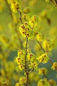 MORTON HALL GARDENS, WORCESTERSHIRE: YELLOW FLOWERS OF HAMAMELIS X INTERMEDIA PALLIDA, WITCH HAZELS, SHRUBS, FEBRUARY, SUNRISE