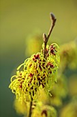 MORTON HALL GARDENS, WORCESTERSHIRE: YELLOW FLOWERS OF HAMAMELIS X INTERMEDIA PALLIDA, WITCH HAZELS, SHRUBS, FEBRUARY, SUNRISE