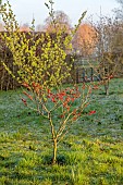 MORTON HALL GARDENS, WORCESTERSHIRE: YELLOW FLOWERS OF HAMAMELIS X INTERMEDIA PALLIDA, WITCH HAZELS, SHRUBS, FEBRUARY, SUNRISE