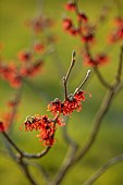 MORTON HALL GARDENS, WORCESTERSHIRE: ORANGE FLOWERS OF HAMAMELIS X INTERMEDIA DIANE , WITCH HAZELS, SHRUBS, FEBRUARY, SUNRISE