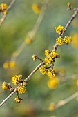 MORTON HALL GARDENS, WORCESTERSHIRE: YELLOW FLOWERS OF CORNUS MAS REDSTONE, SHRUBS, FEBRUARY, SUNRISE