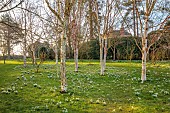 MORTON HALL GARDENS, WORCESTERSHIRE: FEBRUARY, SNOWDROPS, BETULA, BIRCHES, DRIFTS, SHEETS, SUNRISE, TREES, BULBS