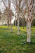 MORTON HALL GARDENS, WORCESTERSHIRE: FEBRUARY, SNOWDROPS, BETULA, BIRCHES, DRIFTS, SHEETS, SUNRISE, TREES, BULBS