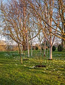 MORTON HALL GARDENS, WORCESTERSHIRE: FEBRUARY, SNOWDROPS, BETULA, BIRCHES, DRIFTS, SHEETS, SUNRISE, TREES, BULBS