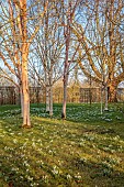 MORTON HALL GARDENS, WORCESTERSHIRE: FEBRUARY, SNOWDROPS, BETULA, BIRCHES, DRIFTS, SHEETS, SUNRISE, TREES, BULBS, BETULA UTILIS FASCINATION