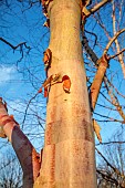 MORTON HALL GARDENS, WORCESTERSHIRE: BETULA, BIRCHES, SUNRISE, TREES, BETULA UTILIS FASCINATION