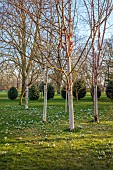 MORTON HALL GARDENS, WORCESTERSHIRE: FEBRUARY, SNOWDROPS, BETULA, BIRCHES, DRIFTS, SHEETS, SUNRISE, TREES, BULBS
