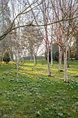 MORTON HALL GARDENS, WORCESTERSHIRE: FEBRUARY, SNOWDROPS, BETULA, BIRCHES, DRIFTS, SHEETS, SUNRISE, TREES, BULBS
