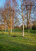 MORTON HALL GARDENS, WORCESTERSHIRE: FEBRUARY, SNOWDROPS, BETULA, BIRCHES, DRIFTS, SHEETS, SUNRISE, TREES, BULBS