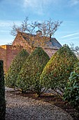 MORTON HALL GARDENS, WORCESTERSHIRE: FEBRUARY, PATHS, CLIPPED TOPIARY, HEDGES, HEDGING, PRUNUS LUSITANICA, PRUNUS AUTUMNALIS ROSEA BY HOUSE