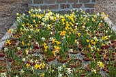 DAVID CARVER, BUCKLAND COTTAGE GARDENS: STOCK BEDS OF DAFFODILS, NARCISSUS IN POLYTUNNEL, FEBRUARY, BULBS