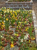 DAVID CARVER, BUCKLAND COTTAGE GARDENS: STOCK BEDS OF DAFFODILS, NARCISSUS IN POLYTUNNEL, FEBRUARY, BULBS