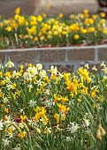 DAVID CARVER, BUCKLAND COTTAGE GARDENS: STOCK BEDS OF DAFFODILS, NARCISSUS IN POLYTUNNEL, FEBRUARY, BULBS