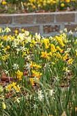 DAVID CARVER, BUCKLAND COTTAGE GARDENS: STOCK BEDS OF DAFFODILS, NARCISSUS IN POLYTUNNEL, FEBRUARY, BULBS