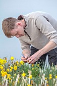 DAVID CARVER, BUCKLAND COTTAGE GARDENS: DAVID CARVER POLLINATING DAFFODILS, NARCISSUS, FEBRUARY