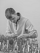 DAVID CARVER, BUCKLAND COTTAGE GARDENS: DAVID CARVER POLLINATING DAFFODILS, NARCISSUS, FEBRUARY, BLACK AND WHITE