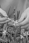 DAVID CARVER, BUCKLAND COTTAGE GARDENS: DAVID CARVER POLLINATING DAFFODILS, NARCISSUS, FEBRUARY, BLACK AND WHITE