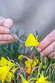 DAVID CARVER, BUCKLAND COTTAGE GARDENS: DAVID CARVER POLLINATING DAFFODILS, NARCISSUS, FEBRUARY