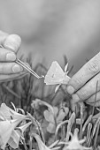 DAVID CARVER, BUCKLAND COTTAGE GARDENS: DAVID CARVER POLLINATING DAFFODILS, NARCISSUS, FEBRUARY, BLACK AND WHITE