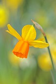 DAVID CARVER, BUCKLAND COTTAGE GARDENS: YELLOW, ORANGE FLOWERS, BLOOMS OF DAFFODILS, NARCISSUS GREAT TRY - A BRIAN DUNCAN INTRODUCTION, BULBS, FEBRUARY