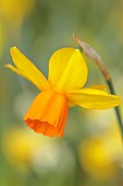 DAVID CARVER, BUCKLAND COTTAGE GARDENS: YELLOW, ORANGE FLOWERS, BLOOMS OF DAFFODILS, NARCISSUS GREAT TRY - A BRIAN DUNCAN INTRODUCTION, BULBS, FEBRUARY