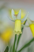 DAVID CARVER, BUCKLAND COTTAGE GARDENS: YELLOW, CREAM FLOWERS, BLOOMS OF DAFFODILS, NARCISSUS FLING, BULBS, FEBRUARY