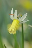 DAVID CARVER, BUCKLAND COTTAGE GARDENS: YELLOW, CREAM FLOWERS, BLOOMS OF DAFFODILS, NARCISSUS FLING, BULBS, FEBRUARY