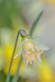 DAVID CARVER, BUCKLAND COTTAGE GARDENS: APRICOT, CREAM, FLOWERS, BLOOMS OF DAFFODILS, NARCISSUS AW 3685-1-17, BULBS, FEBRUARY