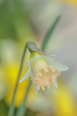 DAVID_CARVER_BUCKLAND_COTTAGE_GARDENS_APRICOT_CREAM_FLOWERS_BLOOMS_OF_DAFFODILS_NARCISSUS_AW_3685117