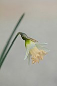 DAVID CARVER, BUCKLAND COTTAGE GARDENS: APRICOT, CREAM, FLOWERS, BLOOMS OF DAFFODILS, NARCISSUS AW 3685-1-17, BULBS, FEBRUARY