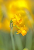 DAVID CARVER, BUCKLAND COTTAGE GARDENS: YELLOW, GOLDEN FLOWERS, BLOOMS OF DAFFODILS, NARCISSUS SCABERULUS RIBOMONDERO, BULBS, FEBRUARY
