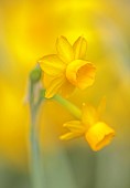 DAVID CARVER, BUCKLAND COTTAGE GARDENS: YELLOW, GOLDEN FLOWERS, BLOOMS OF DAFFODILS, NARCISSUS SCABERULUS RIBOMONDERO, BULBS, FEBRUARY