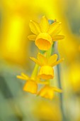 DAVID CARVER, BUCKLAND COTTAGE GARDENS: YELLOW, GOLDEN FLOWERS, BLOOMS OF DAFFODILS, NARCISSUS SCABERULUS RIBOMONDERO, BULBS, FEBRUARY