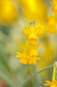 DAVID CARVER, BUCKLAND COTTAGE GARDENS: YELLOW, GOLDEN FLOWERS, BLOOMS OF DAFFODILS, NARCISSUS SCABERULUS RIBOMONDERO, BULBS, FEBRUARY