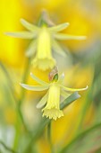 DAVID CARVER, BUCKLAND COTTAGE GARDENS: YELLOW FLOWERS, BLOOMS OF DAFFODILS, NARCISSUS MALINKY, BULBS, FEBRUARY