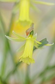 DAVID CARVER, BUCKLAND COTTAGE GARDENS: YELLOW FLOWERS, BLOOMS OF DAFFODILS, NARCISSUS MALINKY, BULBS, FEBRUARY