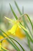 DAVID CARVER, BUCKLAND COTTAGE GARDENS: YELLOW FLOWERS, BLOOMS OF DAFFODILS, NARCISSUS MALINKY, BULBS, FEBRUARY