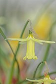 DAVID CARVER, BUCKLAND COTTAGE GARDENS: YELLOW FLOWERS, BLOOMS OF DAFFODILS, NARCISSUS MALINKY, BULBS, FEBRUARY