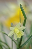 DAVID CARVER, BUCKLAND COTTAGE GARDENS: YELLOW FLOWERS, BLOOMS OF DAFFODILS, NARCISSUS DORMOUSE, BULBS, FEBRUARY