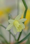 DAVID CARVER, BUCKLAND COTTAGE GARDENS: YELLOW FLOWERS, BLOOMS OF DAFFODILS, NARCISSUS DORMOUSE, BULBS, FEBRUARY