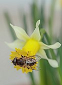 DAVID CARVER, BUCKLAND COTTAGE GARDENS: YELLOW FLOWERS, BLOOMS OF DAFFODILS, DRONE FLY ON NARCISSUS PEACH TWIST, BULBS, FEBRUARY