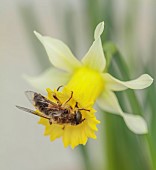 DAVID CARVER, BUCKLAND COTTAGE GARDENS: YELLOW FLOWERS, BLOOMS OF DAFFODILS, DRONE FLY ON NARCISSUS PEACH TWIST, BULBS, FEBRUARY