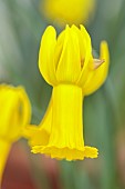 DAVID CARVER, BUCKLAND COTTAGE GARDENS: YELLOW FLOWERS, BLOOMS OF DAFFODILS, DRONE FLY ON NARCISSUS PAPA SNOZ, BULBS, FEBRUARY