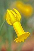DAVID CARVER, BUCKLAND COTTAGE GARDENS: YELLOW FLOWERS, BLOOMS OF DAFFODILS, DRONE FLY ON NARCISSUS PAPA SNOZ, BULBS, FEBRUARY