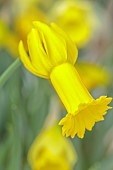 DAVID CARVER, BUCKLAND COTTAGE GARDENS: YELLOW FLOWERS, BLOOMS OF DAFFODILS, DRONE FLY ON NARCISSUS PAPA SNOZ, BULBS, FEBRUARY