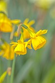 DAVID CARVER, BUCKLAND COTTAGE GARDENS: YELLOW FLOWERS, BLOOMS OF DAFFODILS, NOT YET NAMED NARCISSUS, BULBS, FEBRUARY