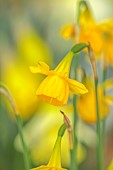 DAVID CARVER, BUCKLAND COTTAGE GARDENS: YELLOW FLOWERS, BLOOMS OF DAFFODILS, NOT YET NAMED NARCISSUS, BULBS, FEBRUARY